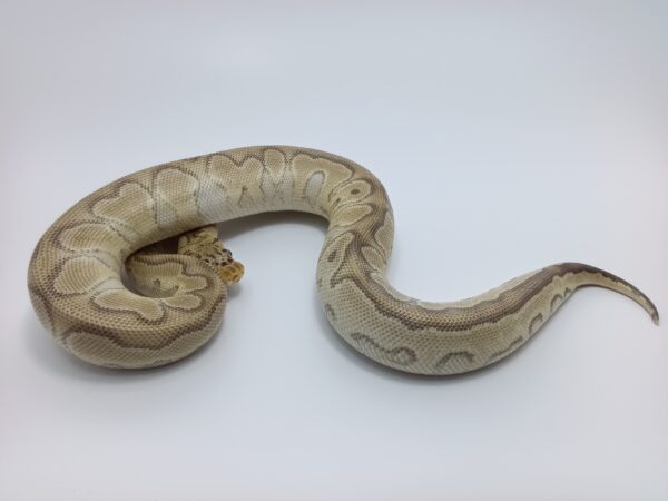 PASTEL MOJAVE CLOWN (F) A05 - Image 4