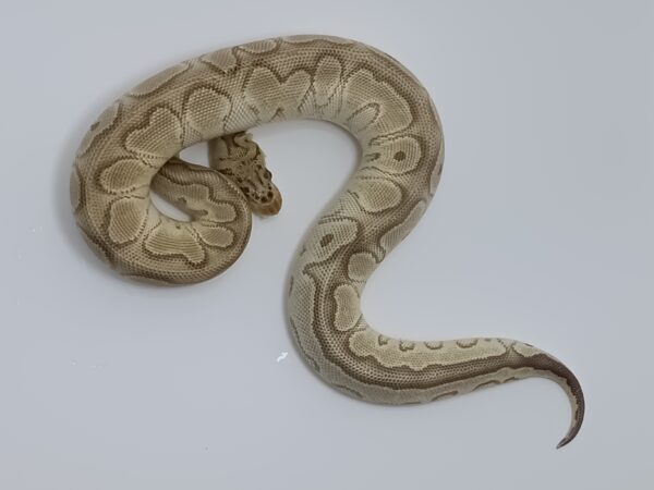 PASTEL MOJAVE CLOWN (F) A05