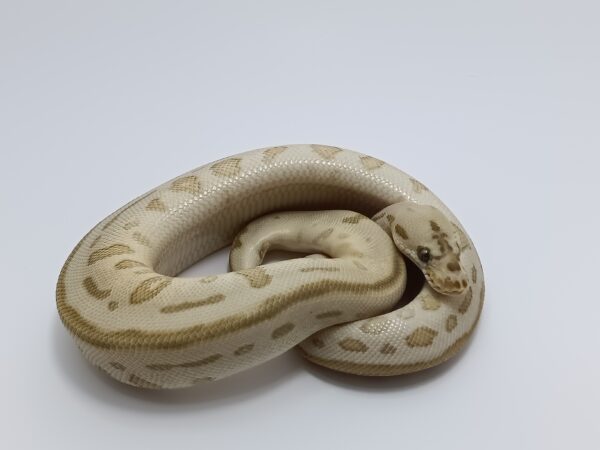 LEOPARD LESSER REDSTRIPE CLOWN (M) A11 - Image 3