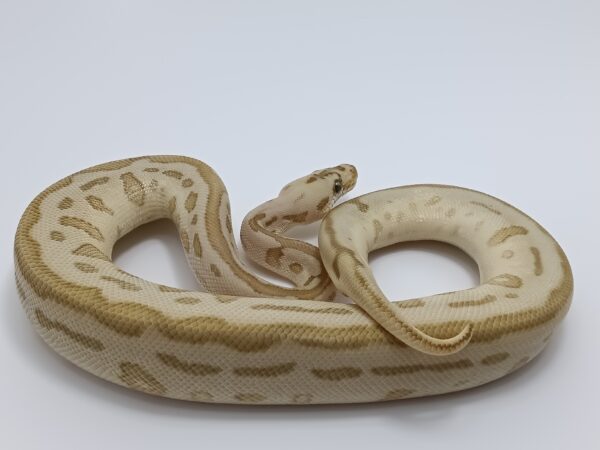 LEOPARD LESSER REDSTRIPE CLOWN (M) A11