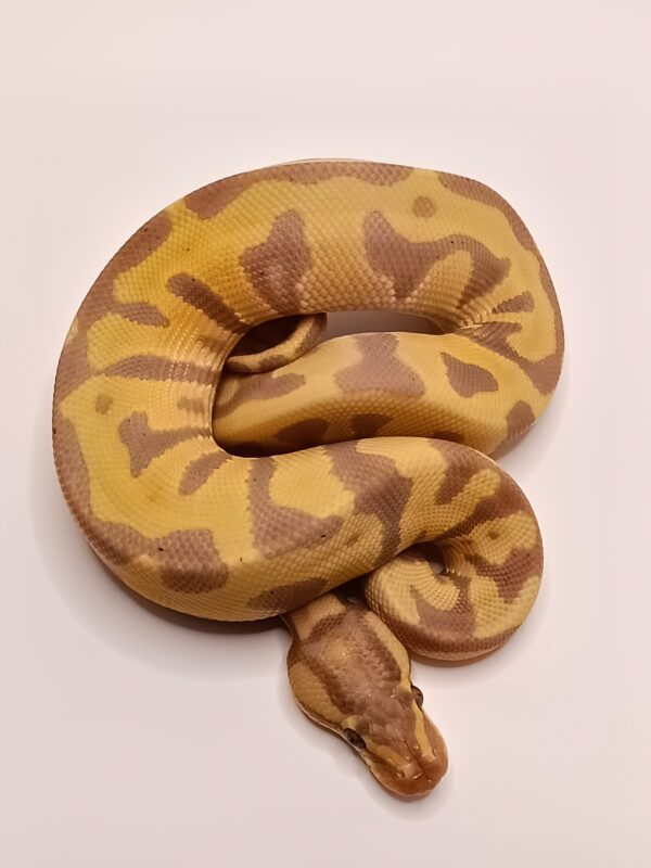 ENCHI LEO HET BANNA CLOWN -- CL11-624