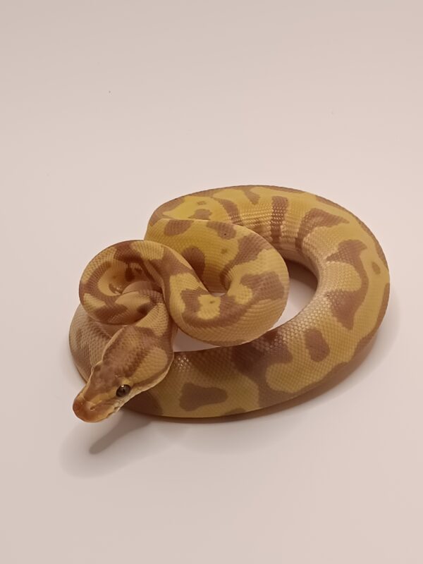 ENCHI LEO HET BANNA CLOWN -- CL11-624 - Image 2