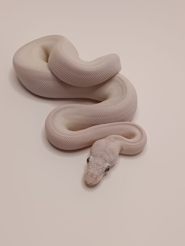 BEL - SUPER LESSER BANANA -- CL8-524 - Image 3