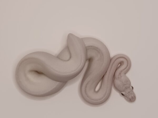 BEL - SUPER LESSER BANANA -- CL8-524