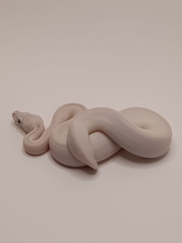 BEL - SUPER LESSER BANANA -- CL8-524 - Image 2