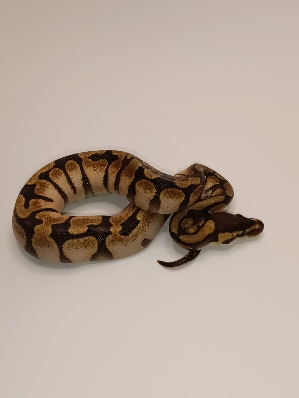 ENCHI CALICO -- CL5-124 - Image 3