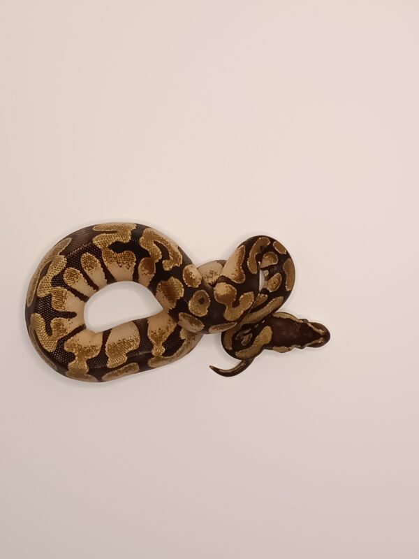 ENCHI CALICO -- CL5-124 - Image 2