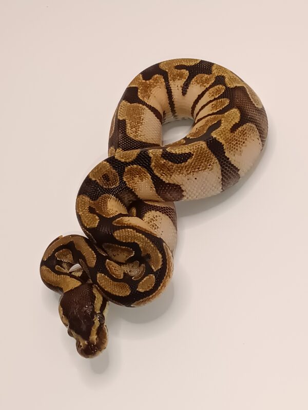 ENCHI CALICO -- CL5-124