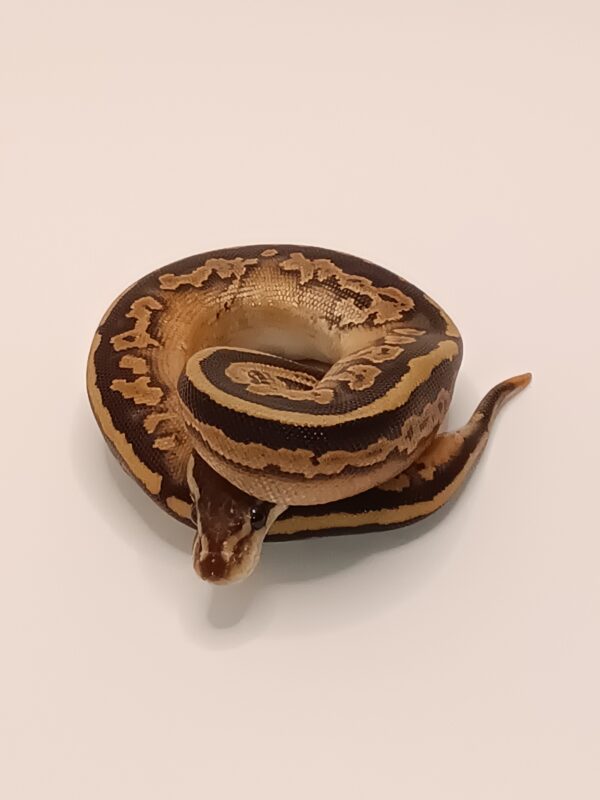 OD BLACK PASTEL -- CL13-224