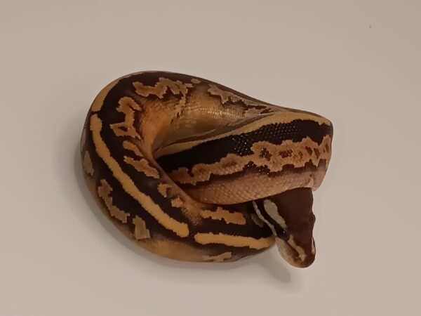 OD BLACK PASTEL -- CL13-224 - Image 2