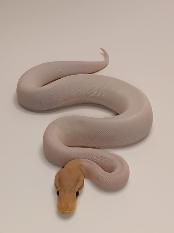 CINNAMON BANANA PIED -- CL6-624 - Image 2