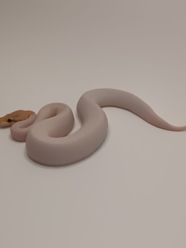 CINNAMON BANANA PIED -- CL6-624 - Image 4