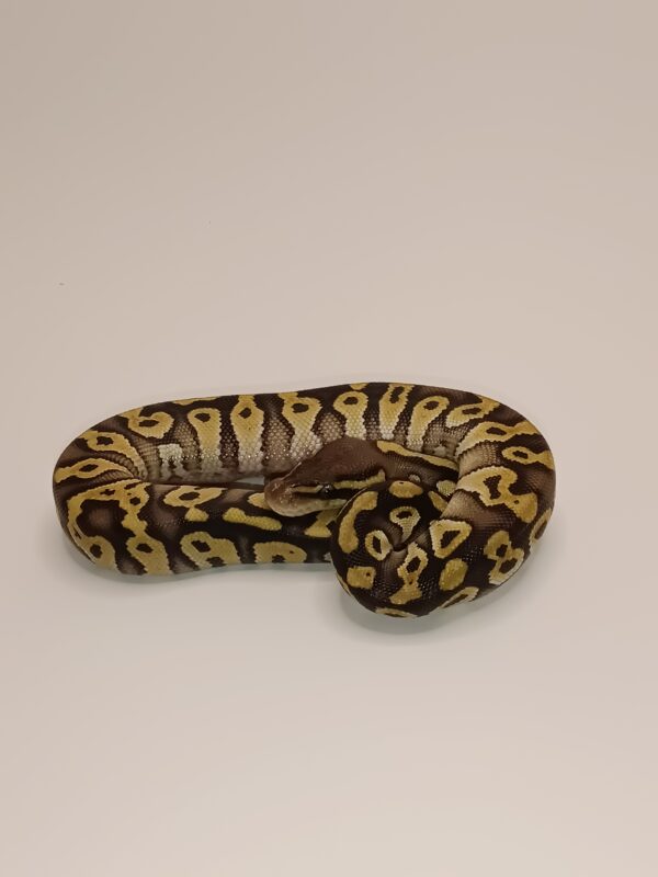 PASTAVE JOLIFF TIGER -- CL14-524 - Image 2