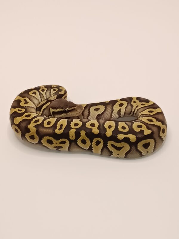 PASTAVE JOLIFF TIGER -- CL14-524 - Image 4